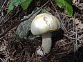 Agaricus arvensis