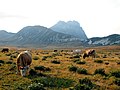 tLas vacas pastando en Campo Imperatore bajo el Corno Grande a finales del verano.