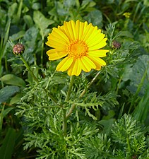 חרצית עטורה Chrysanthemum coronarium ‏ (צלם: אני)