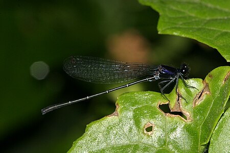 Onychargia atrocyana male