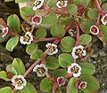 Euphorbia rivae