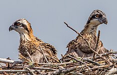 5 week old chicks