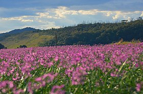 秋の福部砂丘のラッキョウの花