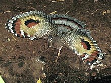 Grand oiseau terrestre à motifs bruns avec des ailes déployées, chacune avec une grande tache au centre