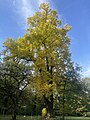 Über 100 Jahre alter Tulpenbaum in Wechselburg