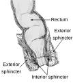 Anatomy of the anus and rectum