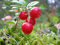 Puolukka (Vaccinium vitis-idaea)