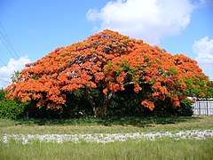 Delonix regia