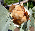 Gossypium tomentosum boll