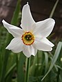 Narcissus poeticus 'Recurvus'