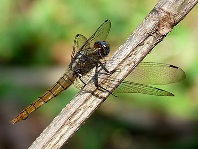 Orthetrum pruinosum female