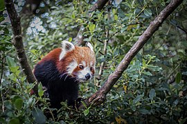 Red panda