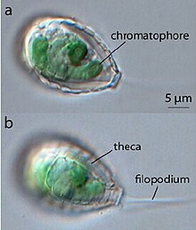 Light micrograph of the amoeboid Paulinella chromatophora