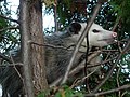 Didelphis virginiana