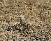 Adult i Gujarat, Indien.