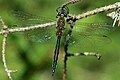 Sárgafoltos szitakötő (Somatochlora flavomaculata) hím