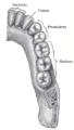 Hemimandíbula dun humano