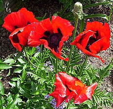 Arznei-Mohn (Papaver bracteatum)