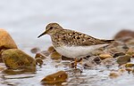 Miniatura para Calidris temminckii