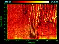 Image 37Spectrogram of dolphin vocalizations. Whistles, whines, and clicks are visible as upside down V's, horizontal striations, and vertical lines, respectively. (from Toothed whale)