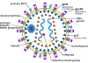 Schemat wirusa HIV