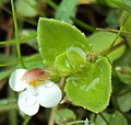 Lindernia nummulariifolia