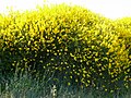 A stand of plants with many blooms, France