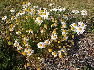 Strandkamille (Matricaria maritima)