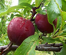 File:Plums.jpg (2005-04-24)