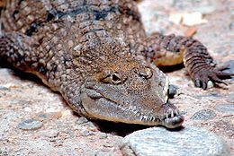 Australijos gėlavandenis krokodilas (Crocodylus johnsoni)