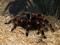 Brachypelma smithi.