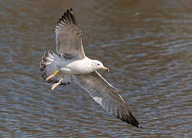 immature in flight