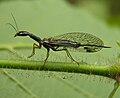 Dichrostigma flavipes, die Gelbfüßige Kamelhalsfliege