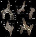 May 27: parietal bones of Einiosaurus procurvicornis