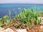 Crithmum maritimum