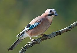 Garrulus glandarius