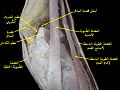 Dorsum of Foot. Ankle joint. Deep dissection