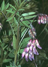 <center>Vicia orobus</center>