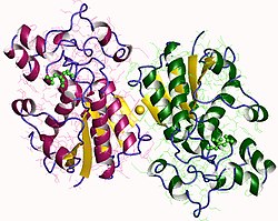 Phosphoglyceratmutase