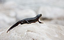 Alpenmolch Alpine Newt Triturus alpestris.jpg