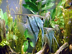 Πτερόφυλλον το σκαλικόν, (Pterophyllum scalare)