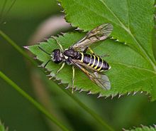 Hoe av Tenthredo notha Foto: Frank Strømmen