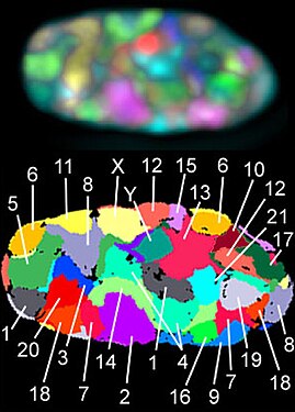 Els 23 territoris dels cromosomes humans durant la prometafase en cèl·lules de fibroblast