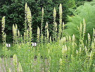 Gul Reseda (Reseda lutea).