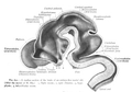 Spinal cord at five weeks