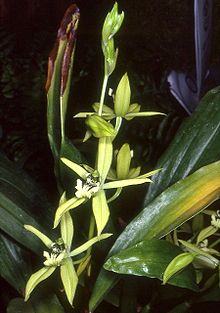 Coelogyne virescens Orchi 11.jpg