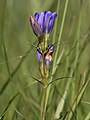 Kalika genciano Gentiana pneumonanthe