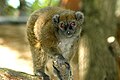 Lac Alaotra Bamboo Lemur (Hapalemur alaotrensis)