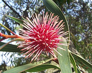 Pincushion Hakea