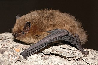 1 - Pipistrelle soprane ou Pipistrellus pygmaeus, à Sotchi (Russie, mai 2009).